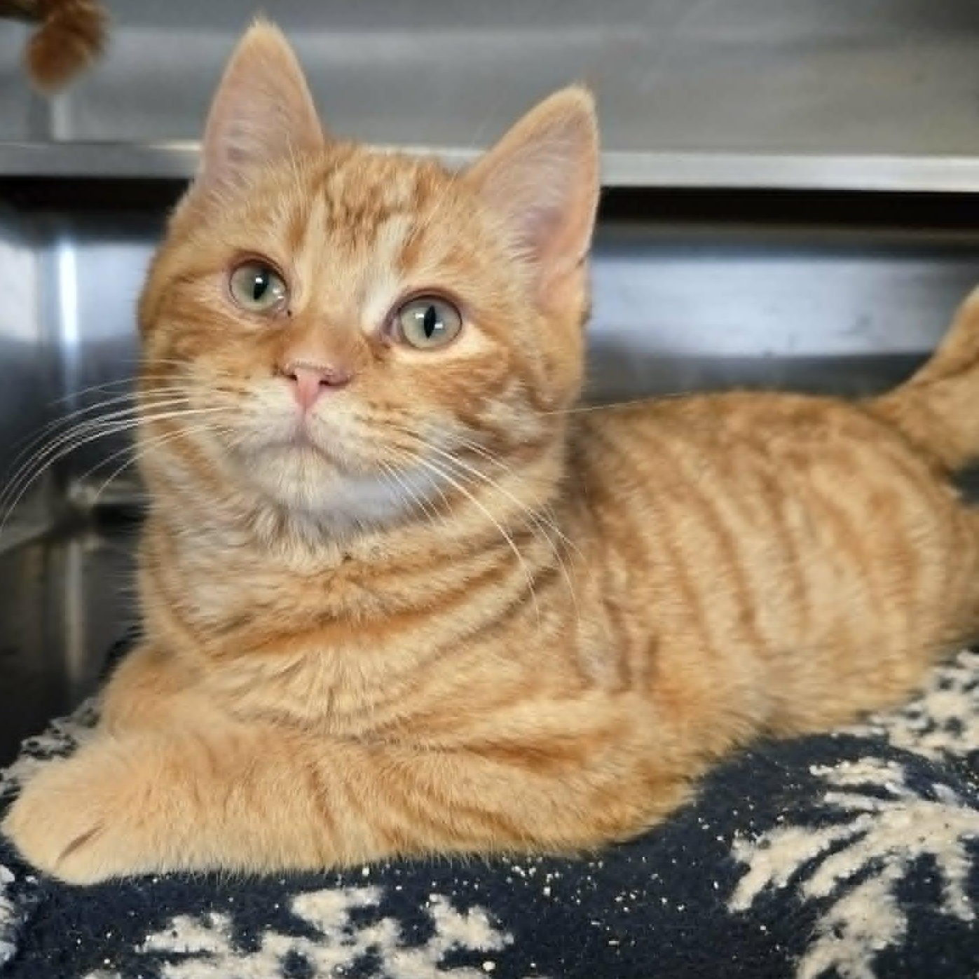 Chadley, ADOPTABLE, Kitten Male Domestic Short Hair.