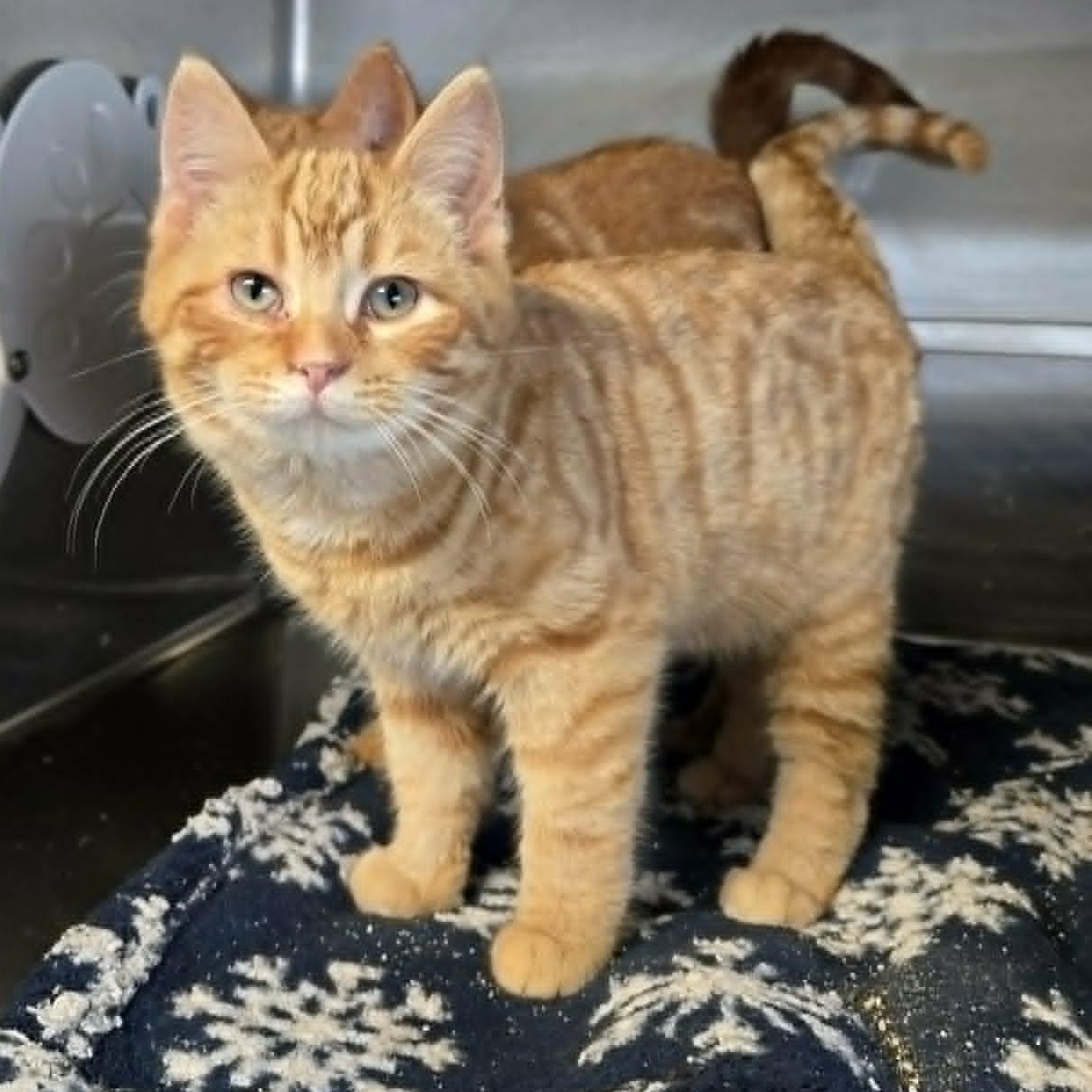 Chadley, a ADOPTABLE Domestic Short Hair in Watertown, WI image 2/3