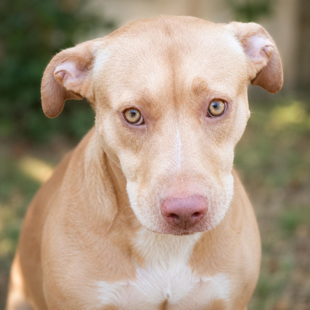 Enlarge Goldie, a Adoptable mixed breed in Atlanta, GA image 3/4
