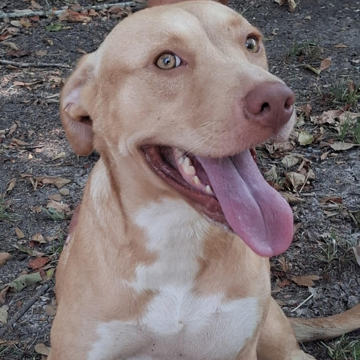 Goldie, Adoptable, Young Female Labrador Retriever.