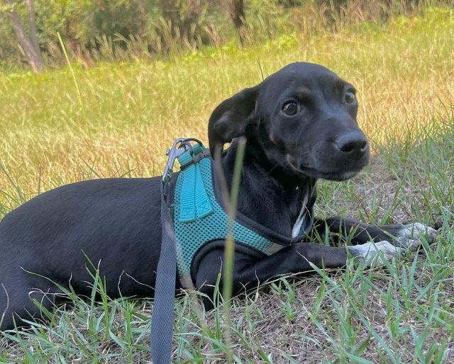Gussie, Adoptable, Young Female Labrador Retriever & American Bulldog.