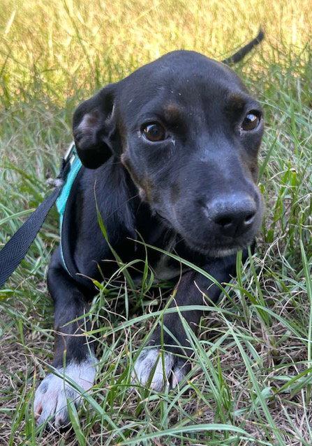 Enlarge Gussie, a Adoptable mixed breed in Tarrytown, GA image 2/3