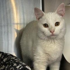 Cirrus, Adoptable, Young Male American Shorthair.