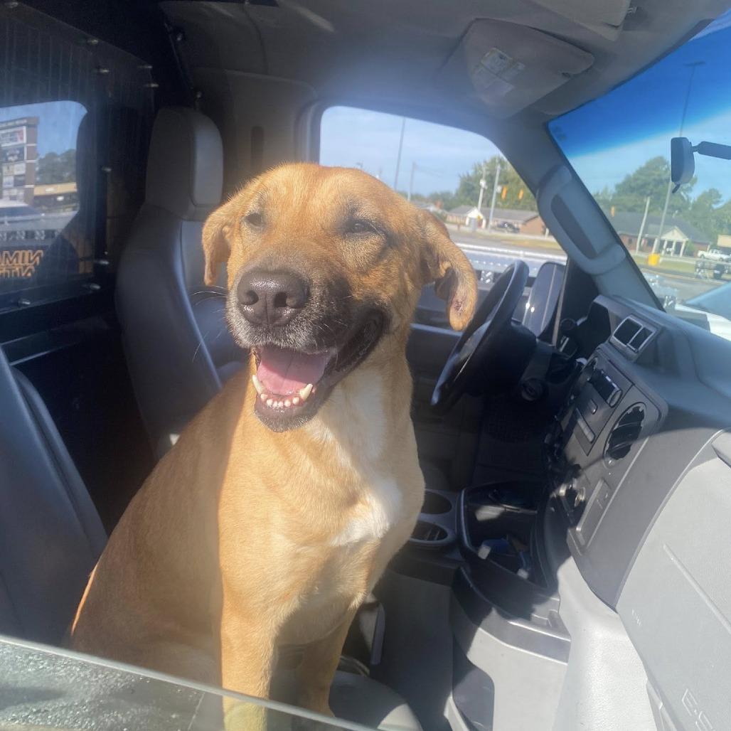 Enlarge Sadie, a Adoptable German Shepherd Dog in Dillon, SC image 1/1