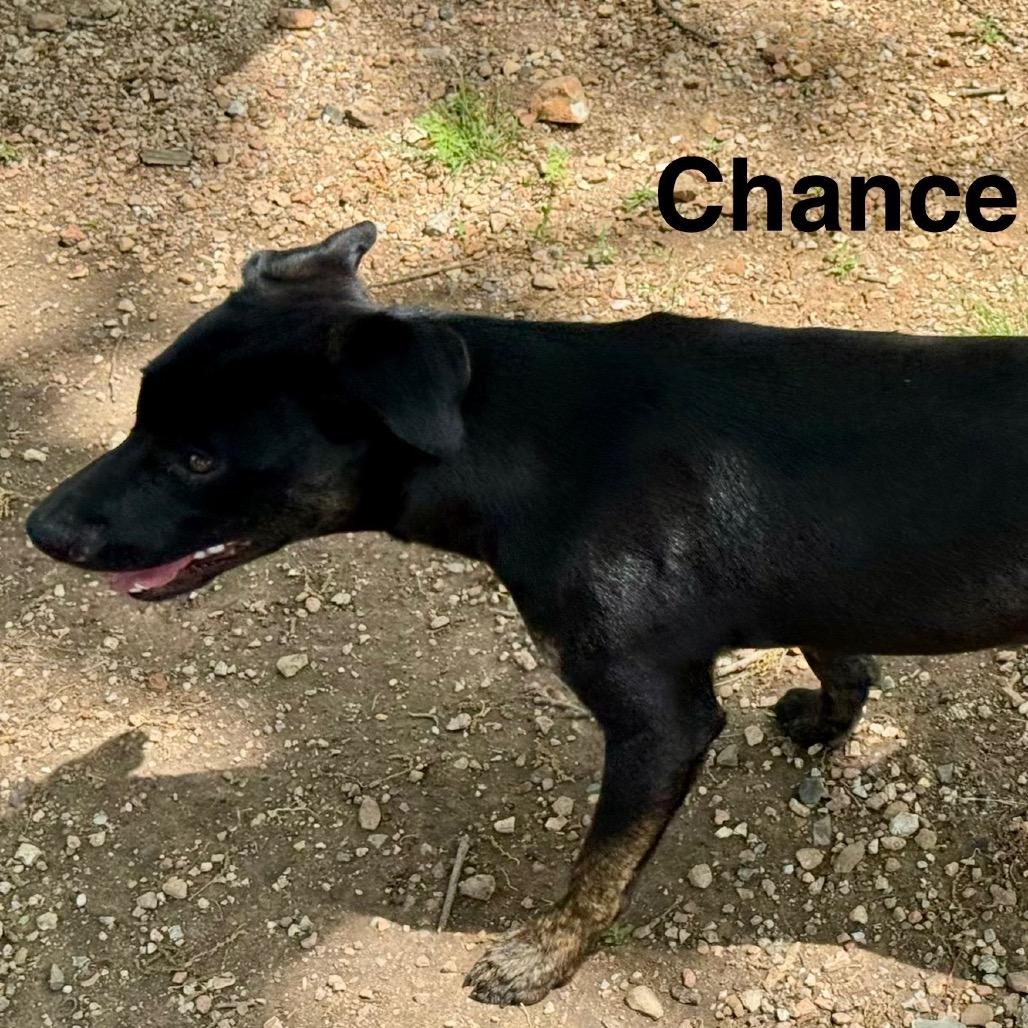 Enlarge Minnow, a Adoptable Mixed Breed in Pineville, MO image 1/1