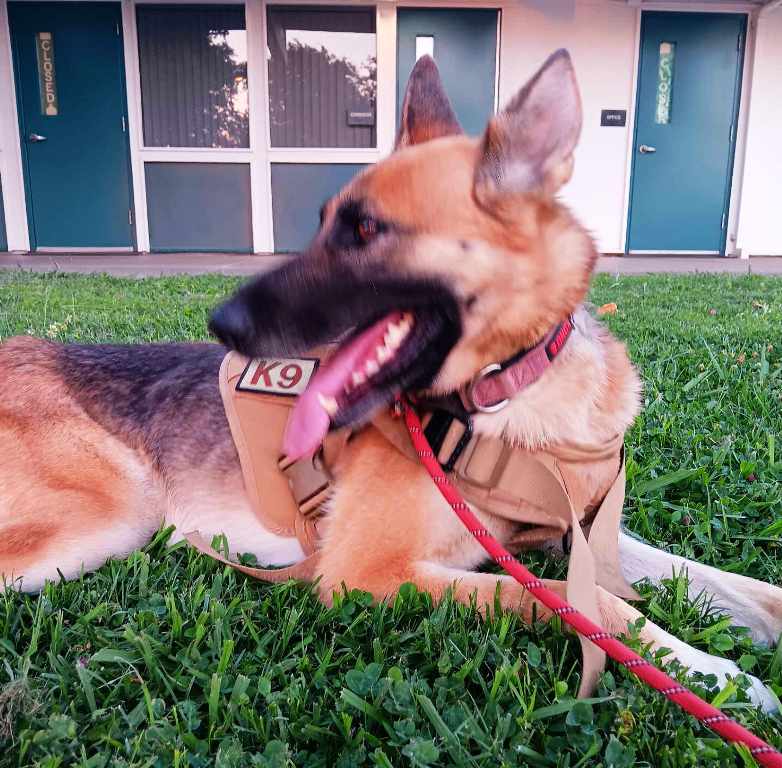 Riley, a Adoptable German Shepherd Dog in Pleasant Grove, CA image 1/3