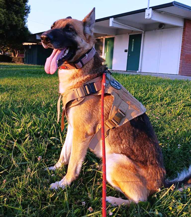Riley, Adoptable, Young Female German Shepherd Dog.