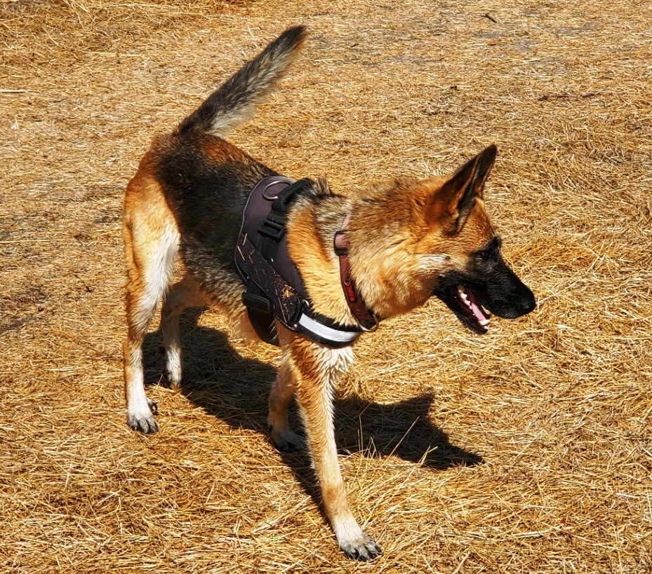 Riley, a Adoptable German Shepherd Dog in Pleasant Grove, CA image 3/3