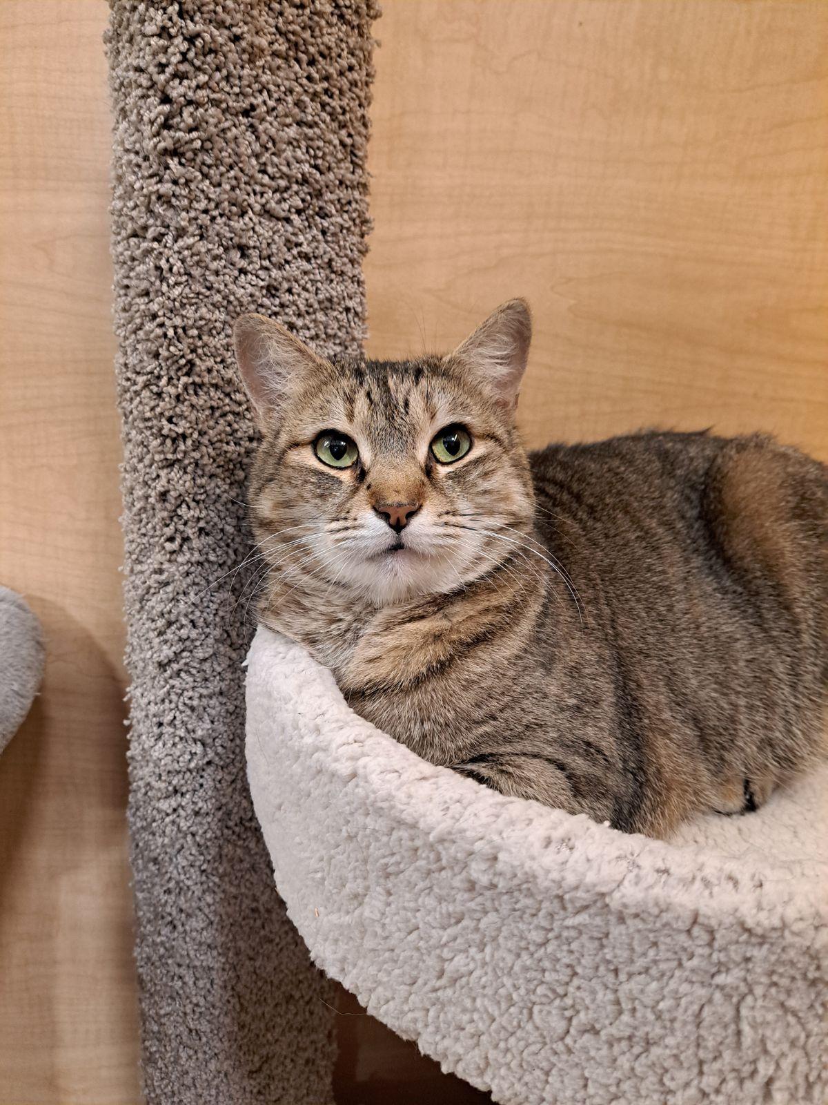 Nougat 12.16.23, Adoptable, Adult Female Domestic Short Hair.