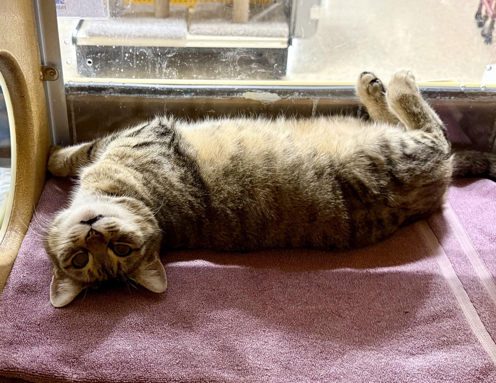 Enlarge Nougat 12.16.23, a Adoptable Domestic Short Hair in Apopka, FL image 1/3