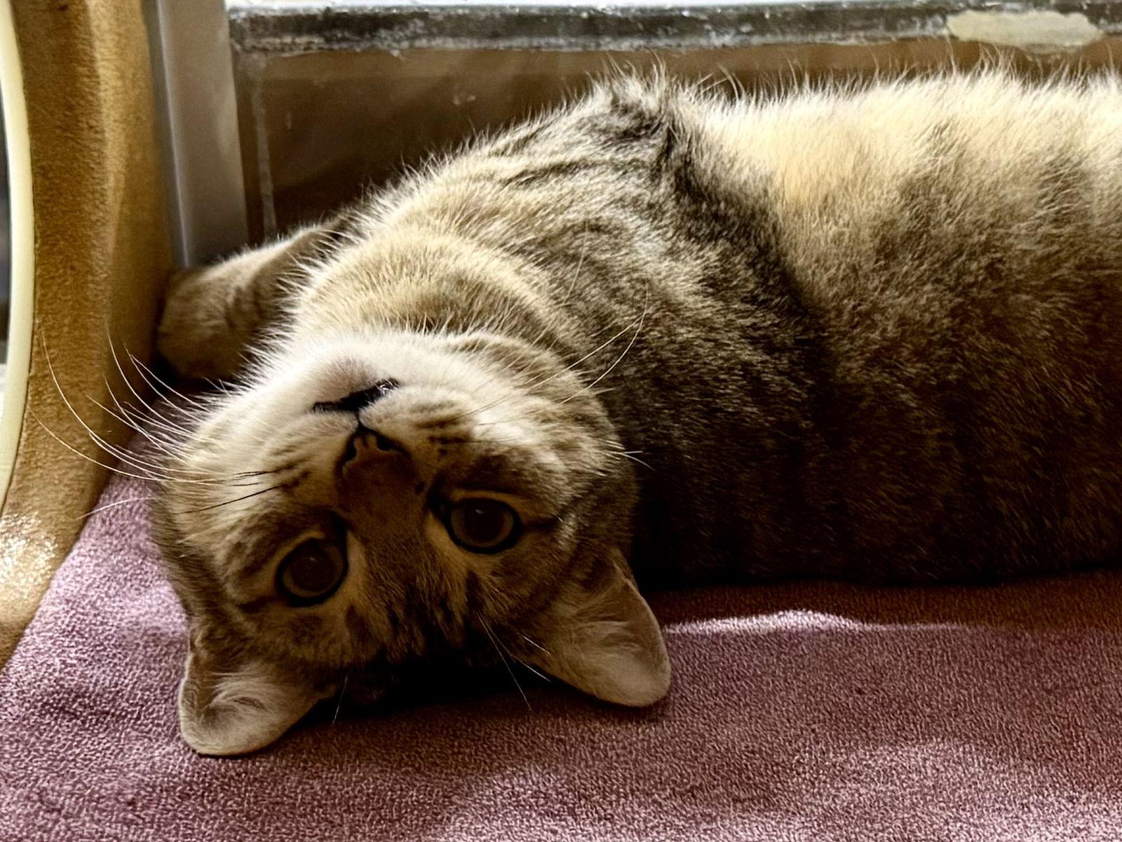 Nougat 12.16.23 — thumbnail 3