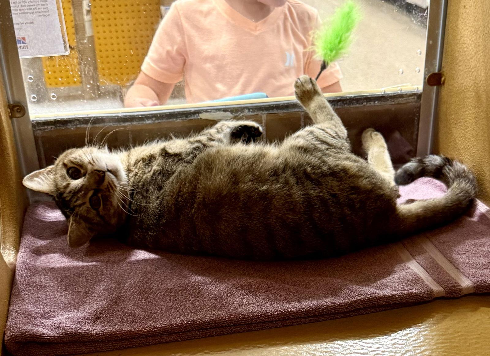 Enlarge Nougat 12.16.23, a Adoptable Domestic Short Hair in Apopka, FL image 3/3