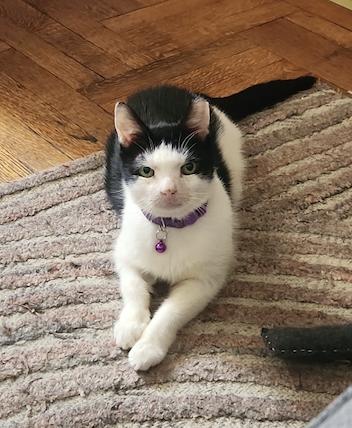 Enlarge Squeak, a Adoptable Domestic Short Hair in Brooklyn, NY image 1/3