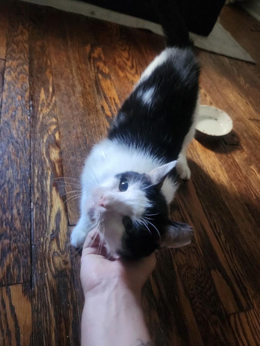 Enlarge Squeak, a Adoptable Domestic Short Hair in Brooklyn, NY image 2/3