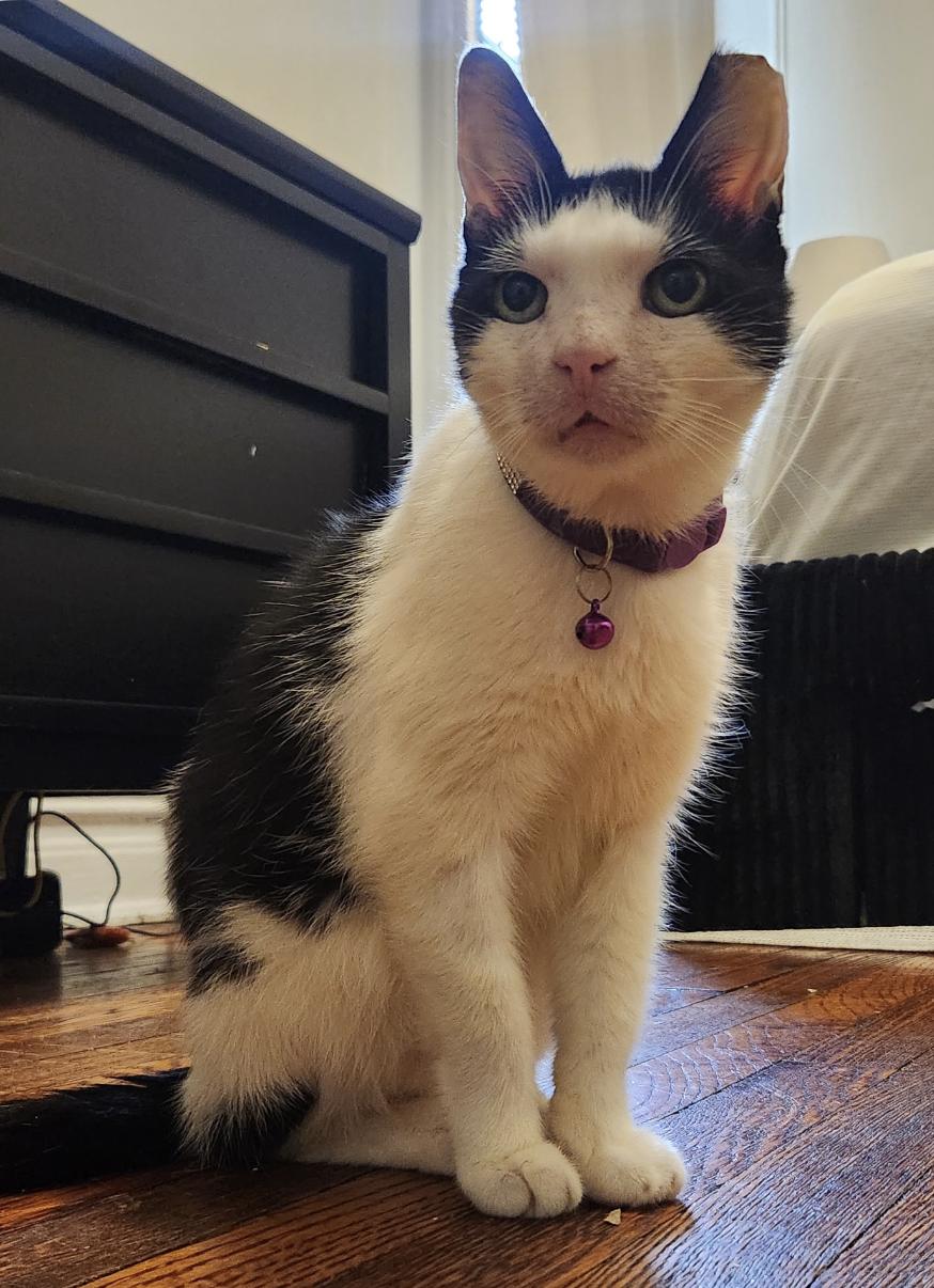 Enlarge Squeak, a Adoptable Domestic Short Hair in Brooklyn, NY image 3/3
