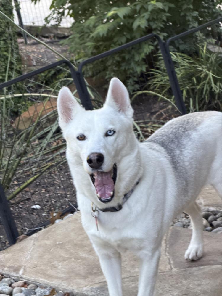 Enlarge 26-106 Iced Tea, a Adoptable mixed breed in Richardson, TX image 1/5