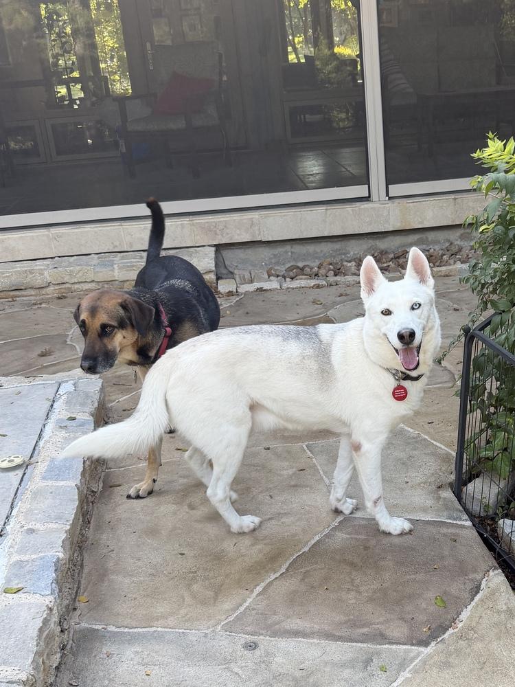 Enlarge 26-106 Iced Tea, a Adoptable mixed breed in Richardson, TX image 2/5