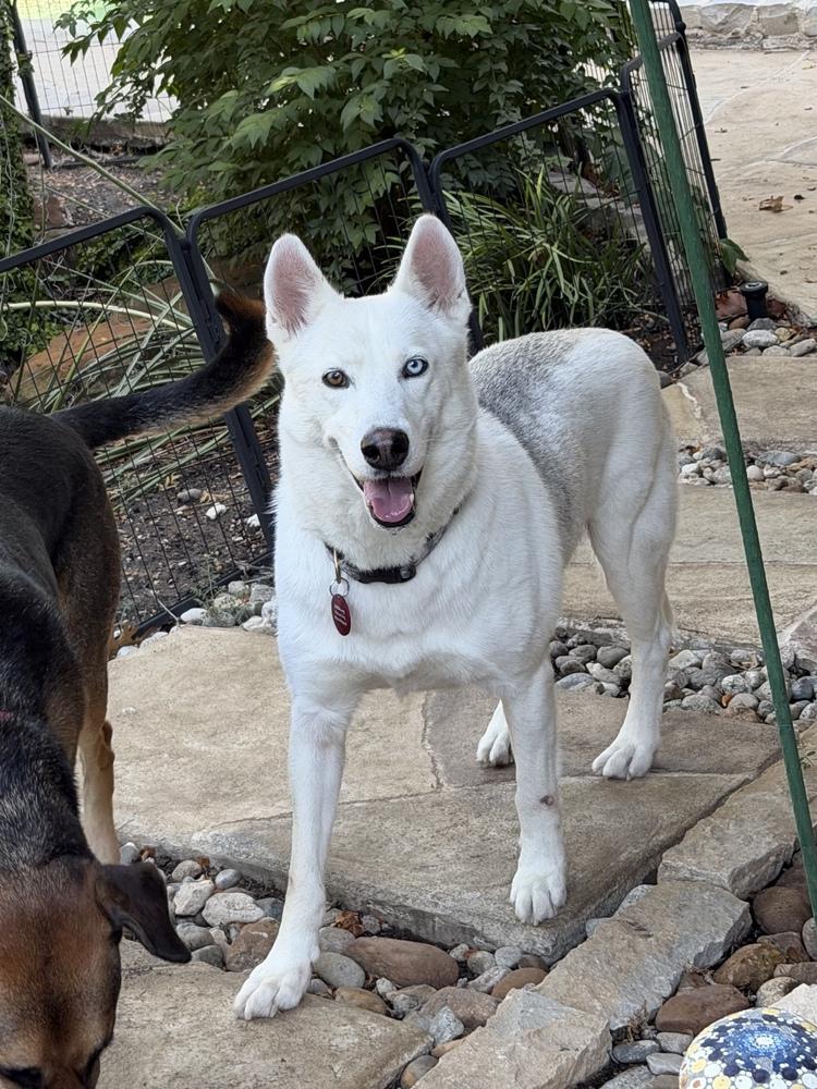 Enlarge 26-106 Iced Tea, a Adoptable mixed breed in Richardson, TX image 3/5