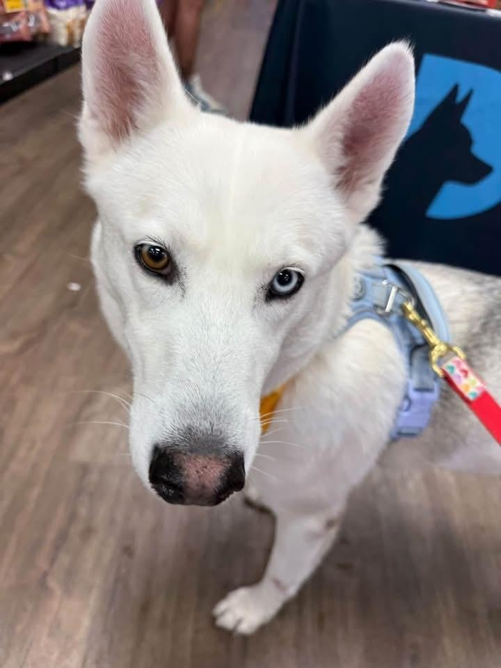 Enlarge 26-106 Iced Tea, a Adoptable mixed breed in Richardson, TX image 4/5