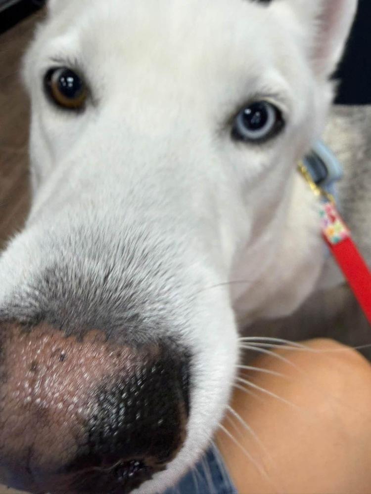 Enlarge 26-106 Iced Tea, a Adoptable mixed breed in Richardson, TX image 5/5