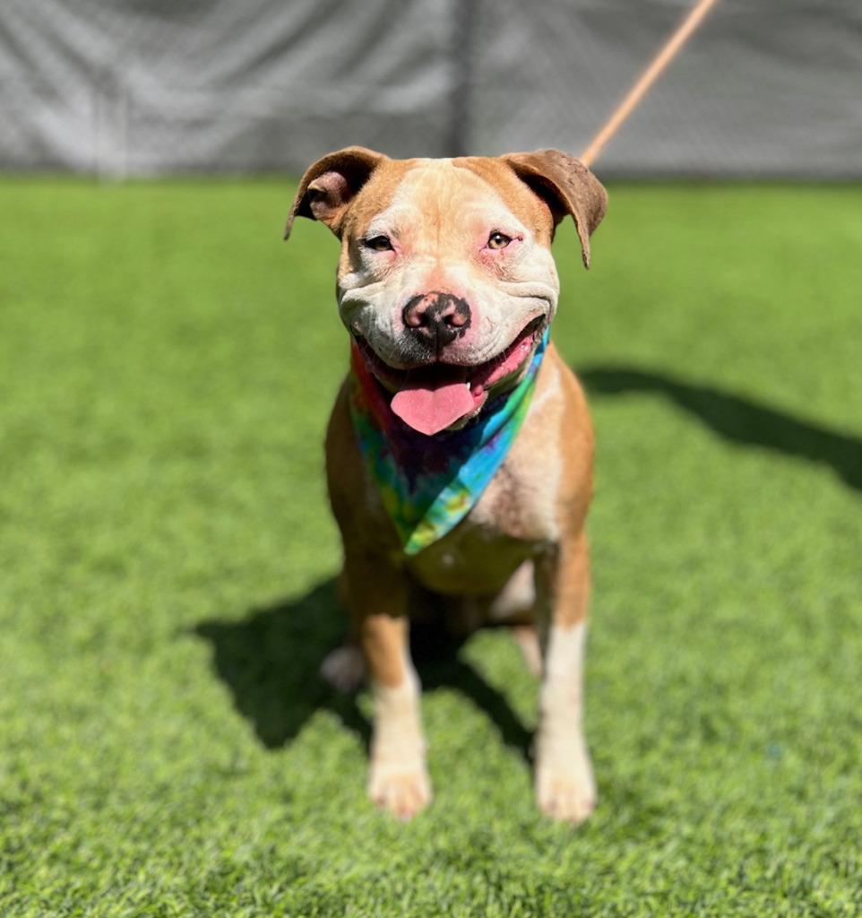 Rubble, Adoptable, Young Male Mixed Breed.