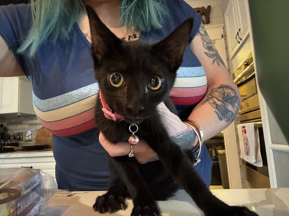 Charity, Adoptable, Kitten Female Domestic Short Hair.