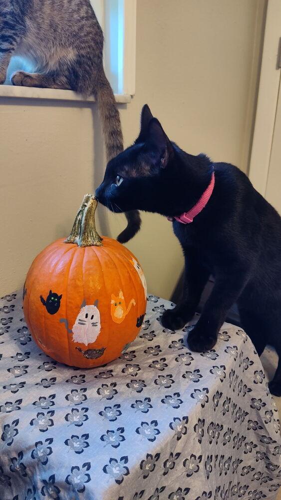 Enlarge Charity, a Adoptable Domestic Short Hair in DELTONA, FL image 3/6