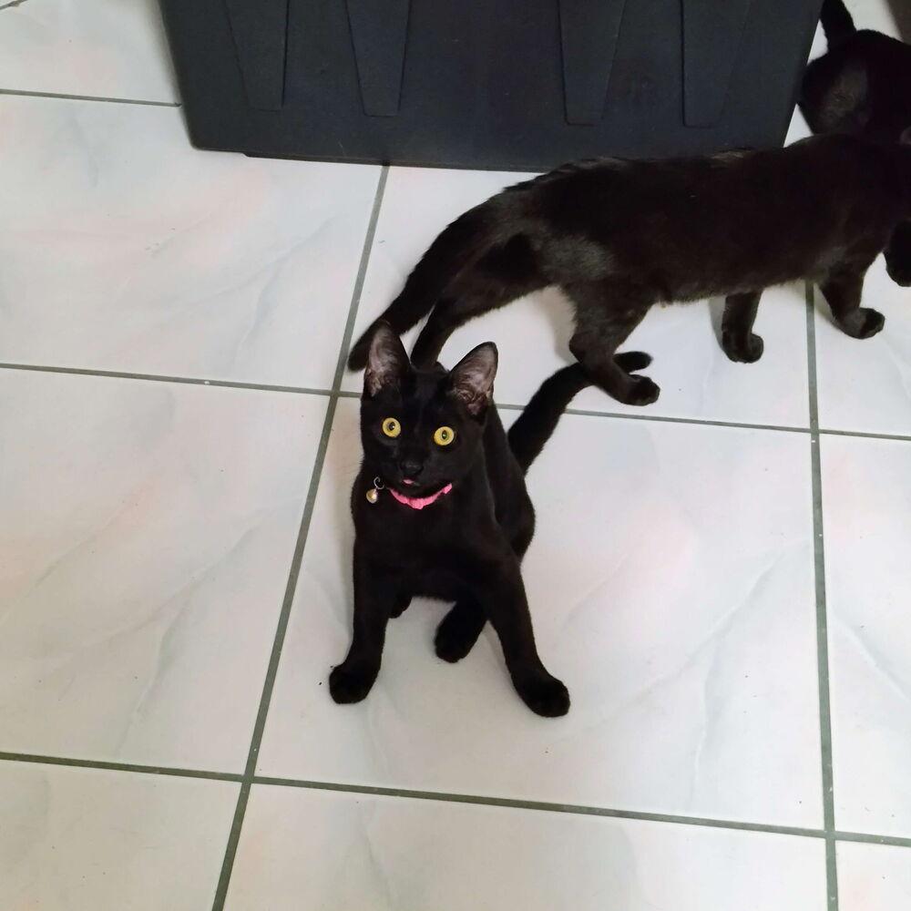 Enlarge Charity, a Adoptable Domestic Short Hair in DELTONA, FL image 6/6