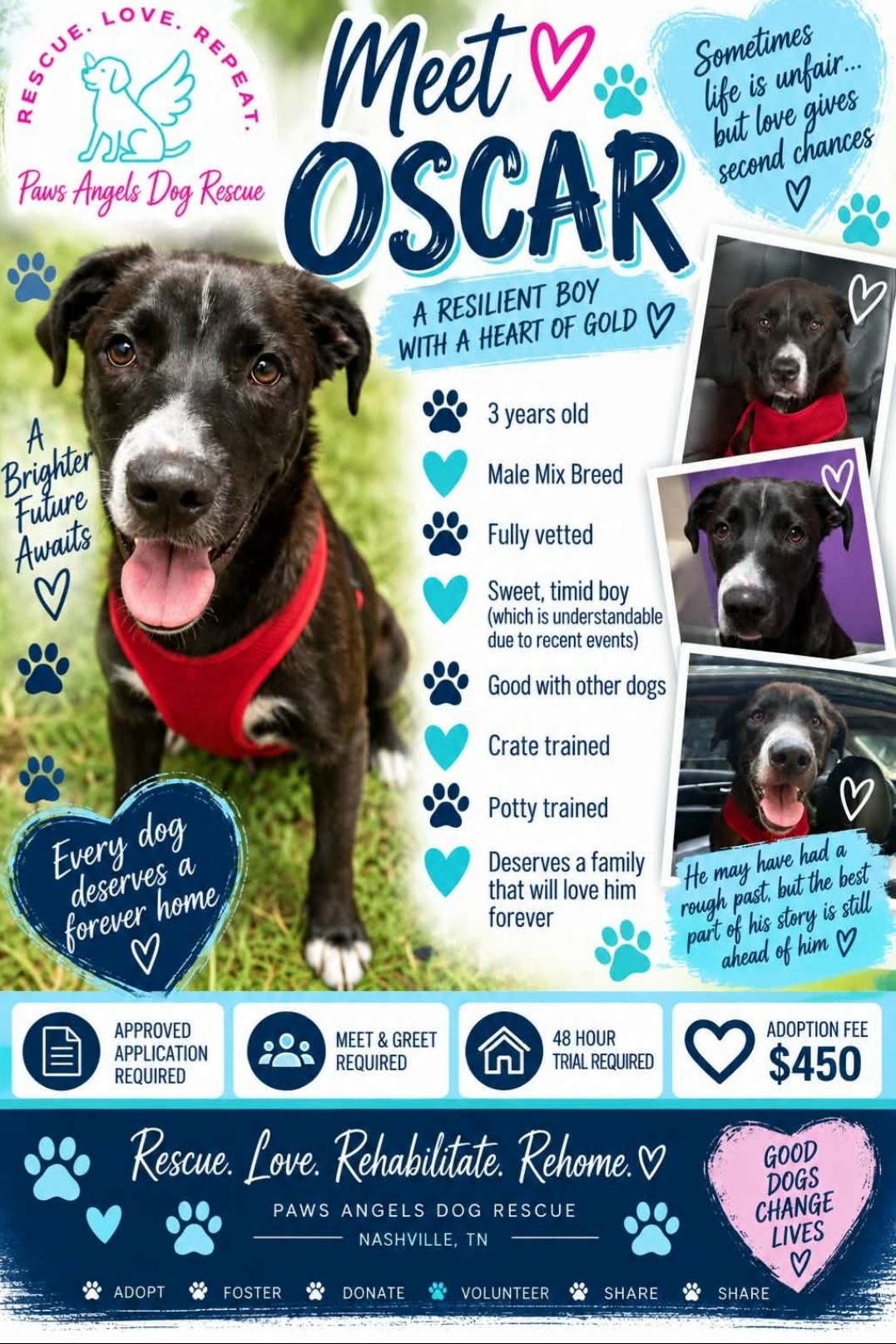 Oscar, Adoptable, Adult Male Mixed Breed.