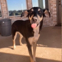 Fennec (CP), Adult Male Doberman Pinscher