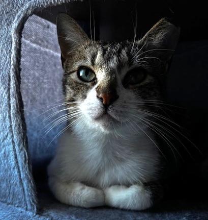 Dorothy, Adoptable, Adult Female Domestic Short Hair.