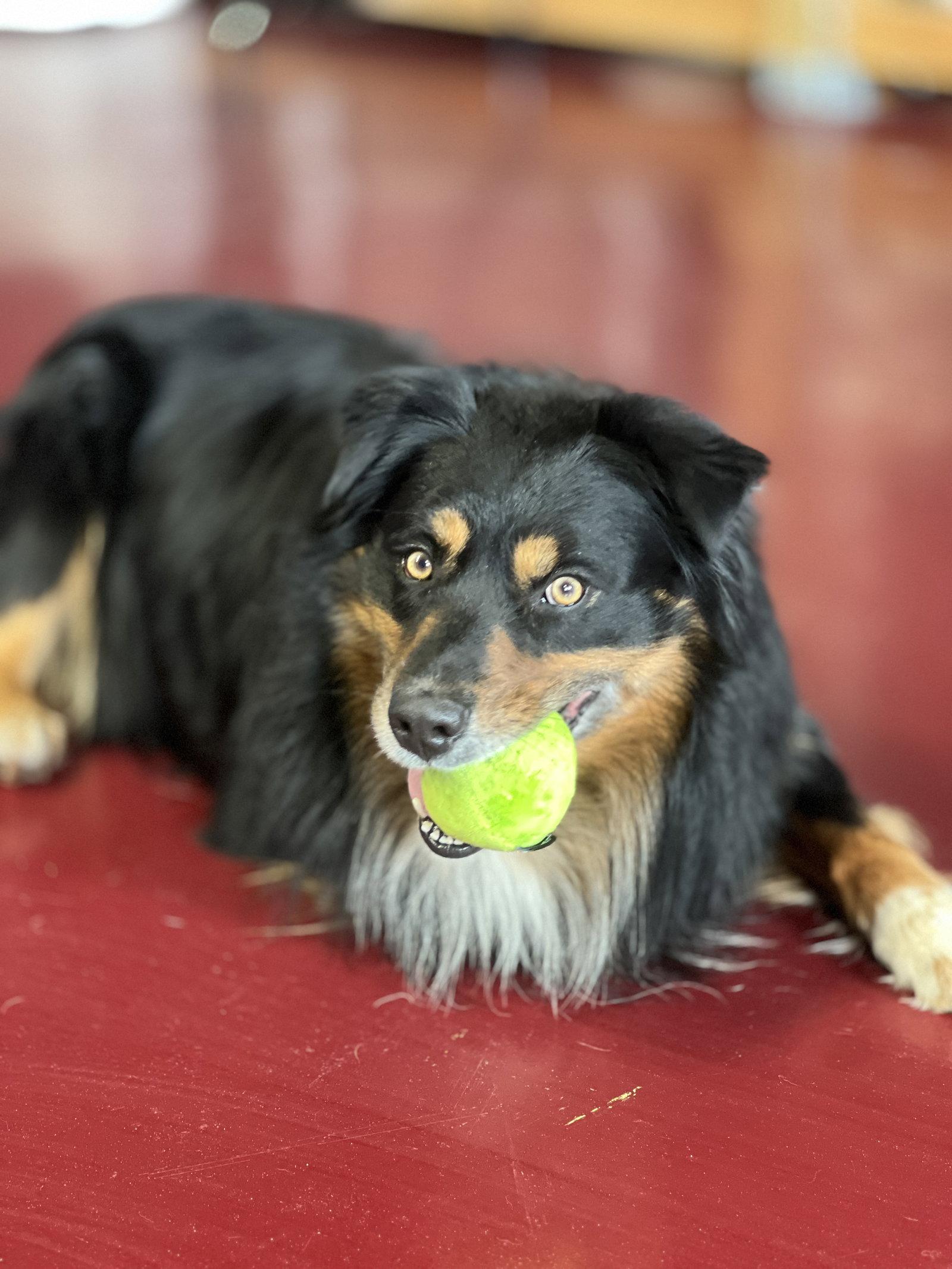 Brutus, Adoptable, Adult Male Australian Shepherd.