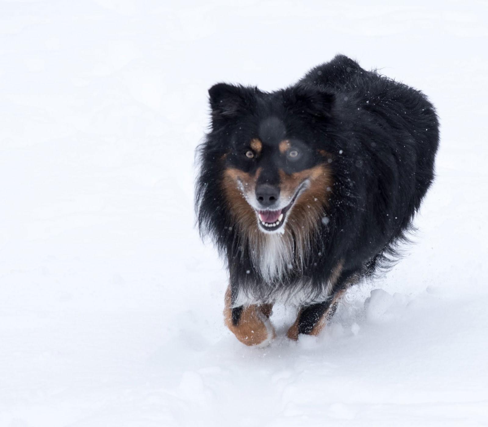 Enlarge Brutus, a Adoptable Australian Shepherd in Webster, WI image 2/3