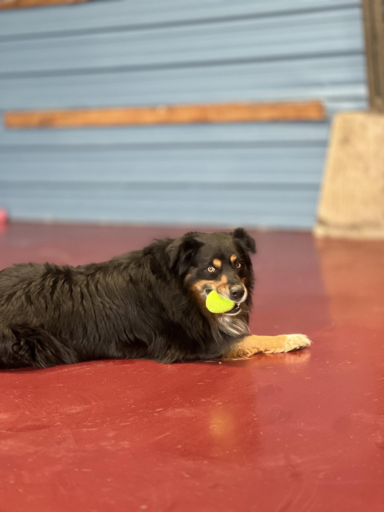 Enlarge Brutus, a Adoptable Australian Shepherd in Webster, WI image 3/3