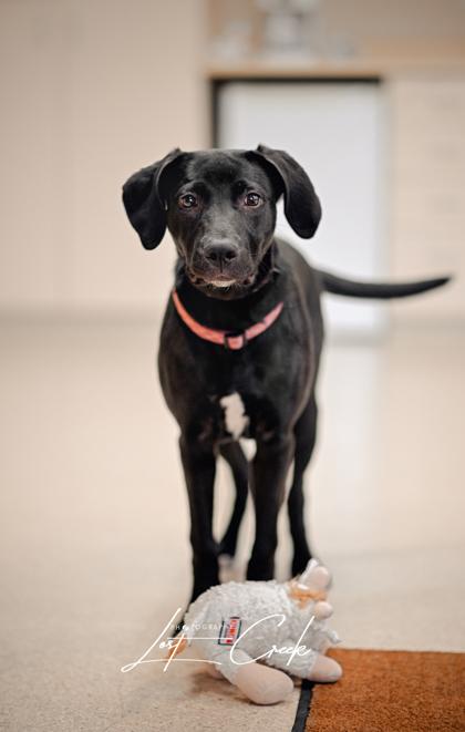 Enlarge Gumdrop `Missy`, a Adoptable mixed breed in Kalispell, MT image 2/3