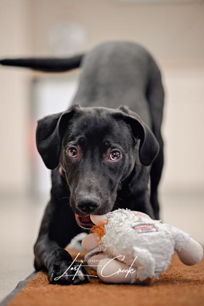 Enlarge Gumdrop `Missy`, a Adoptable mixed breed in Kalispell, MT image 3/3