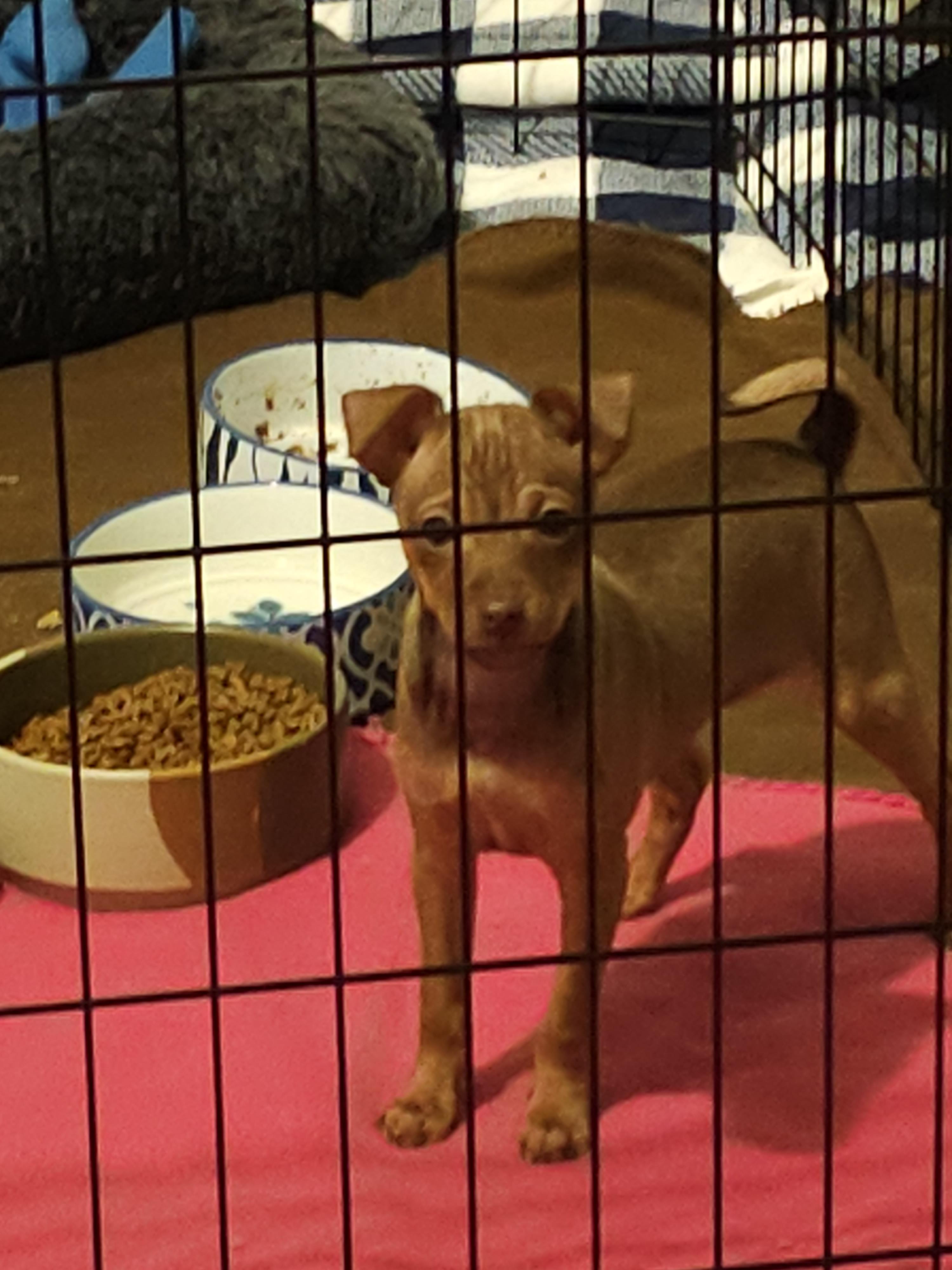 Enlarge Beta , a Adoptable mixed breed in Clovis, NM image 4/4
