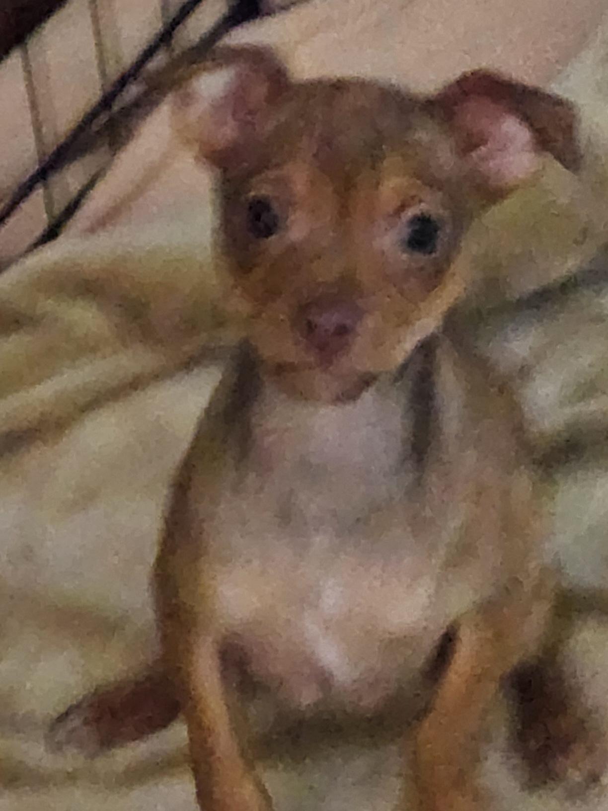 Enlarge Beta , a Adoptable mixed breed in Clovis, NM image 3/4