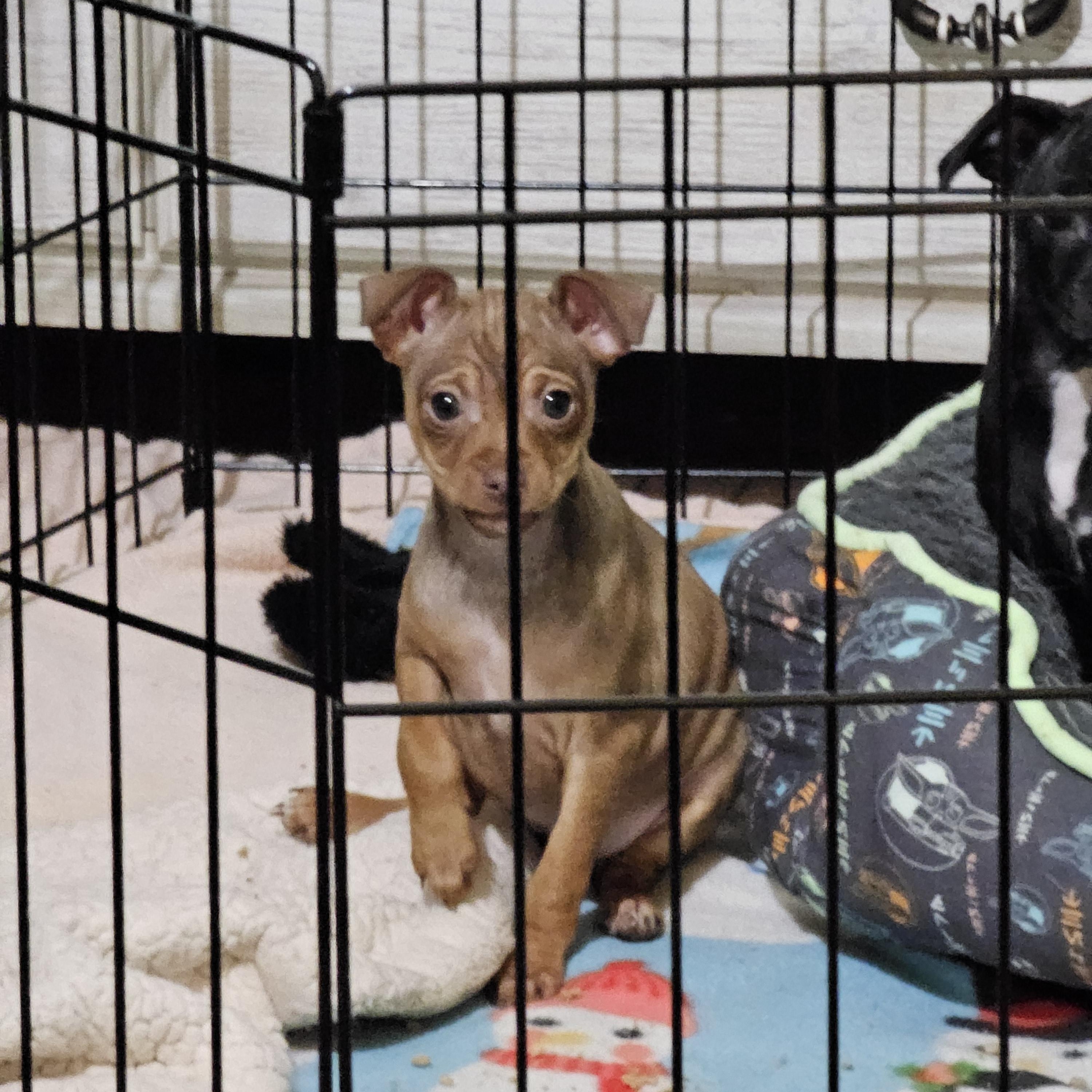 Enlarge Beta , a Adoptable mixed breed in Clovis, NM image 2/4