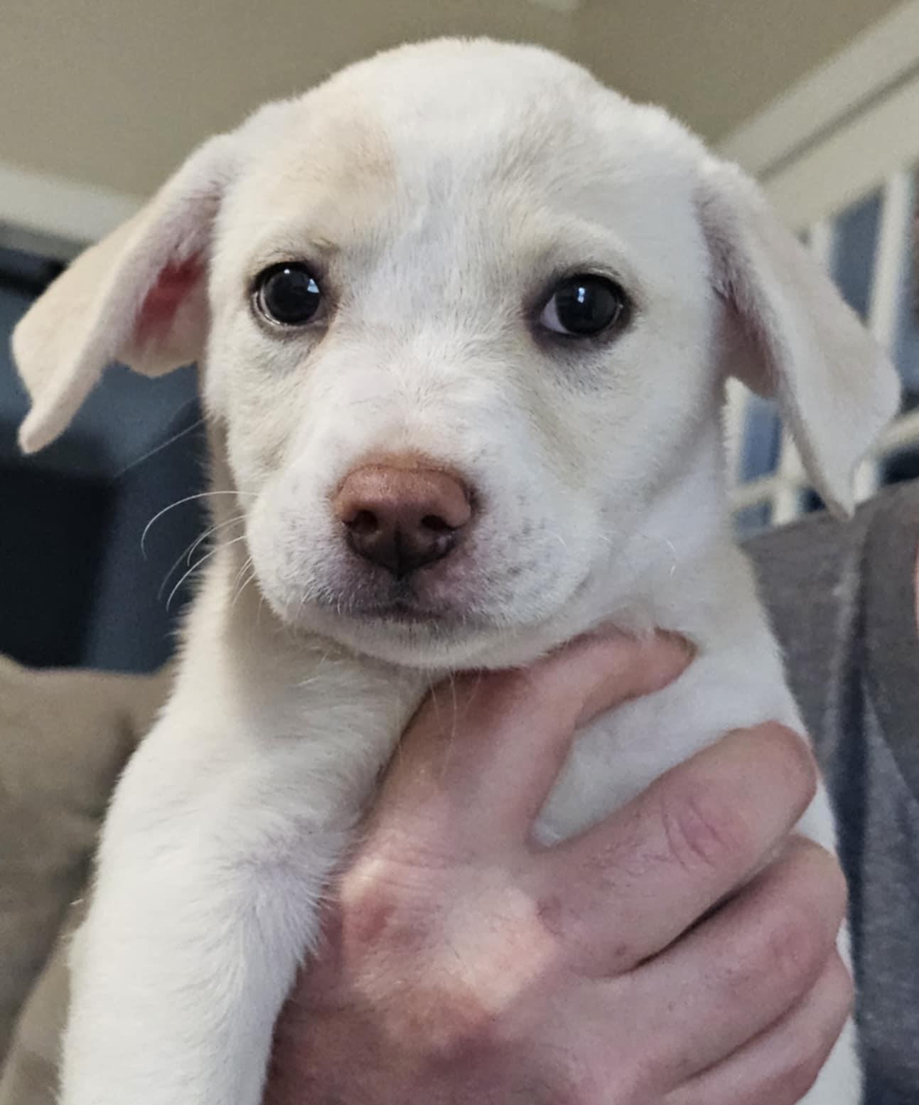 Enlarge Princess, a Adoptable mixed breed in Randolph, AL image 1/2