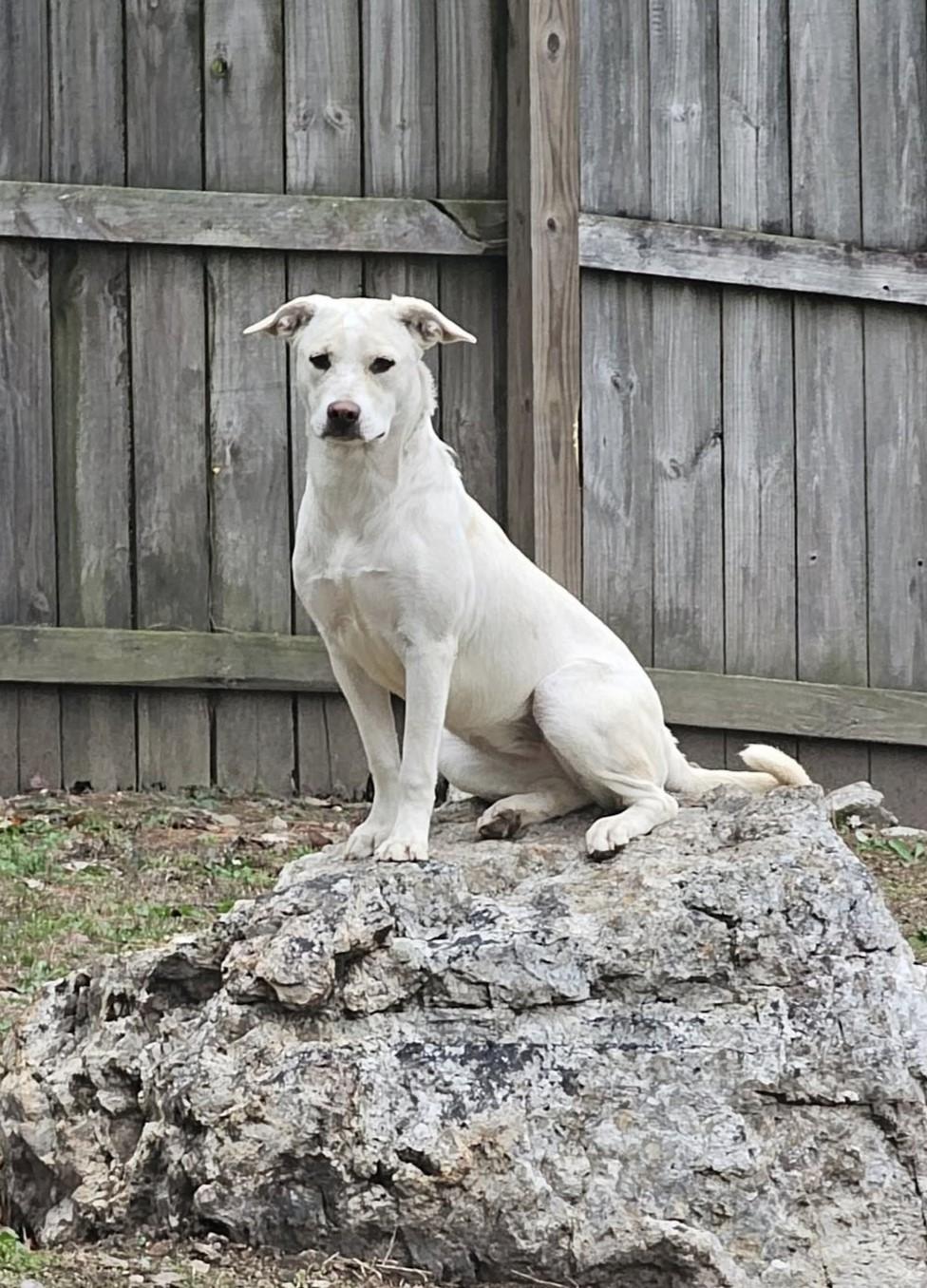 Enlarge Princess, a Adoptable mixed breed in Randolph, AL image 2/2