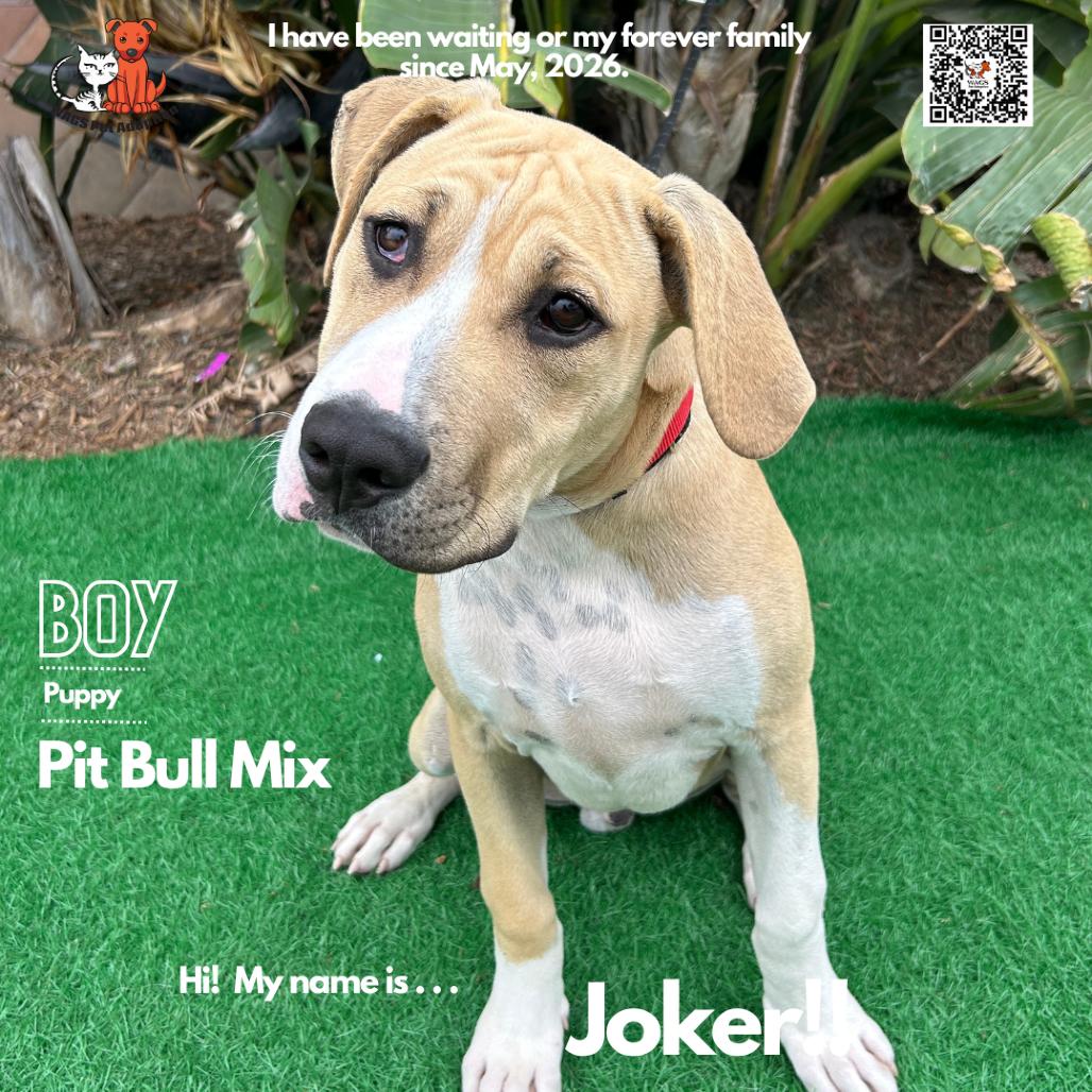 Joker, Adoptable, Young Male Pit Bull Terrier.