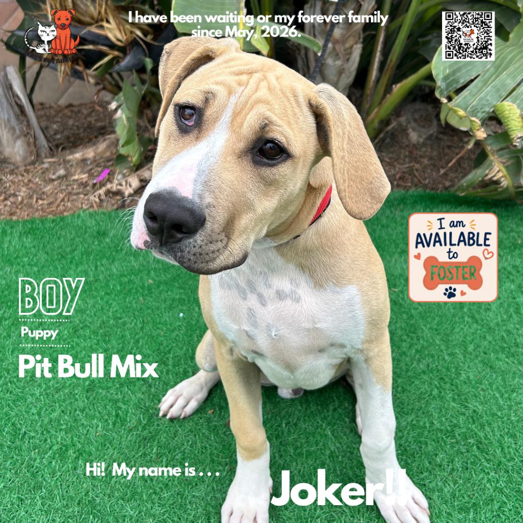Joker, Adoptable, Young Male Pit Bull Terrier.