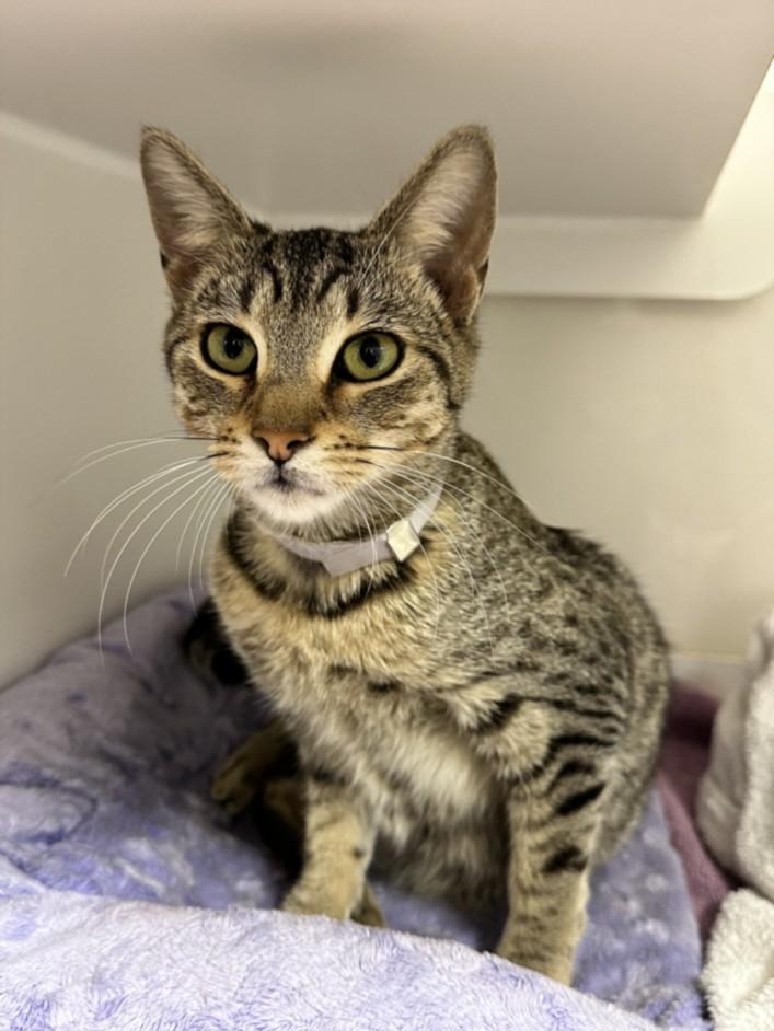 Enlarge HARLOW, a Adoptable Domestic Short Hair in Hayward, CA image 1/1