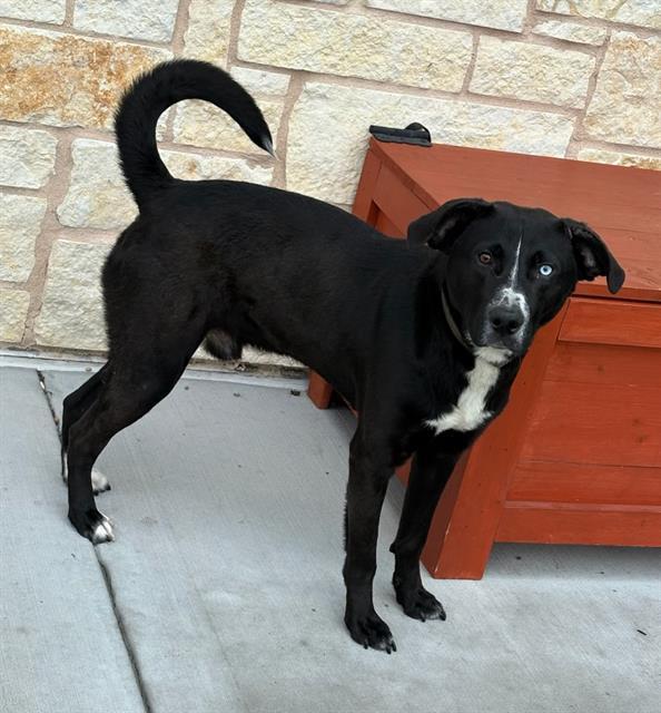 COLE, Adoptable, Adult Male Labrador Retriever & Mixed Breed.