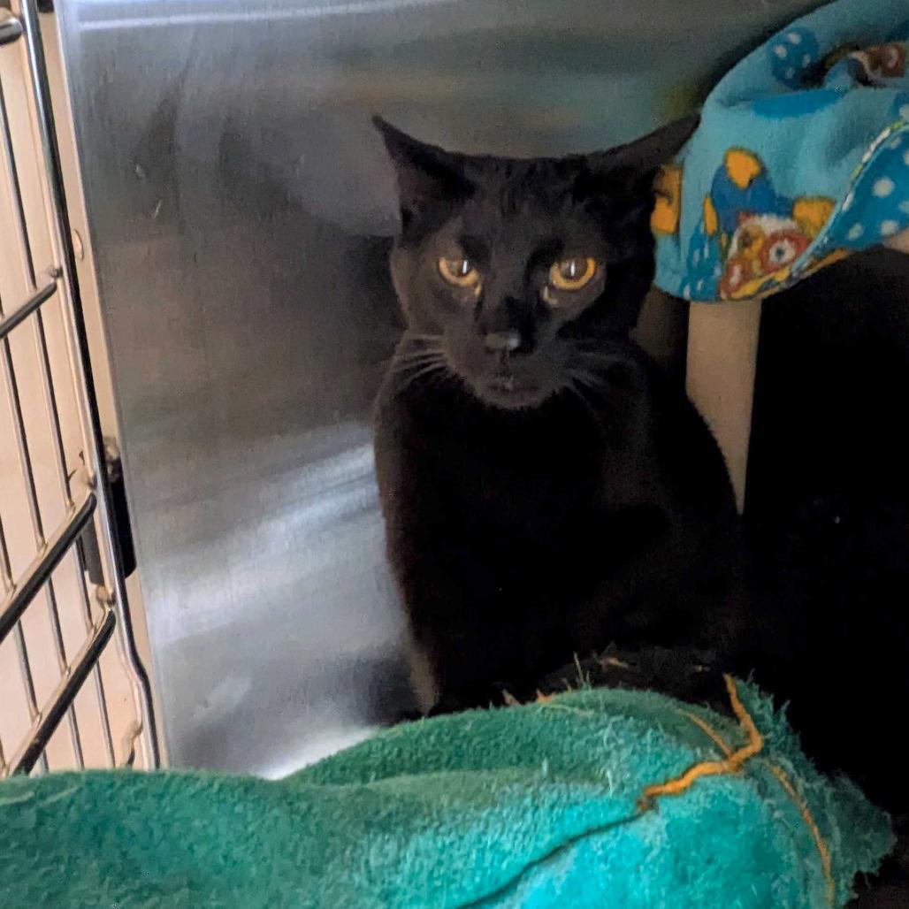 Enlarge Wren, a Adoptable Bombay in Portland, OR image 1/3