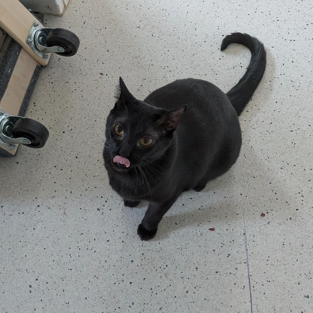 Enlarge Wren, a Adoptable Bombay in Portland, OR image 2/3