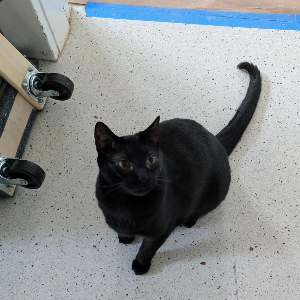Enlarge Wren, a Adoptable Bombay in Portland, OR image 3/3