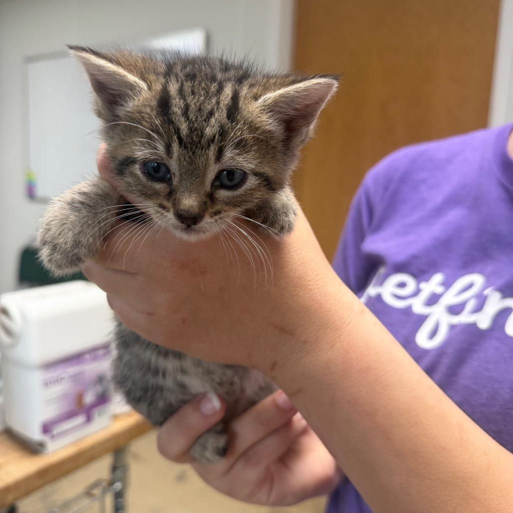 Enlarge Nena, a Adoptable Domestic Short Hair in Canton, IL image 1/4