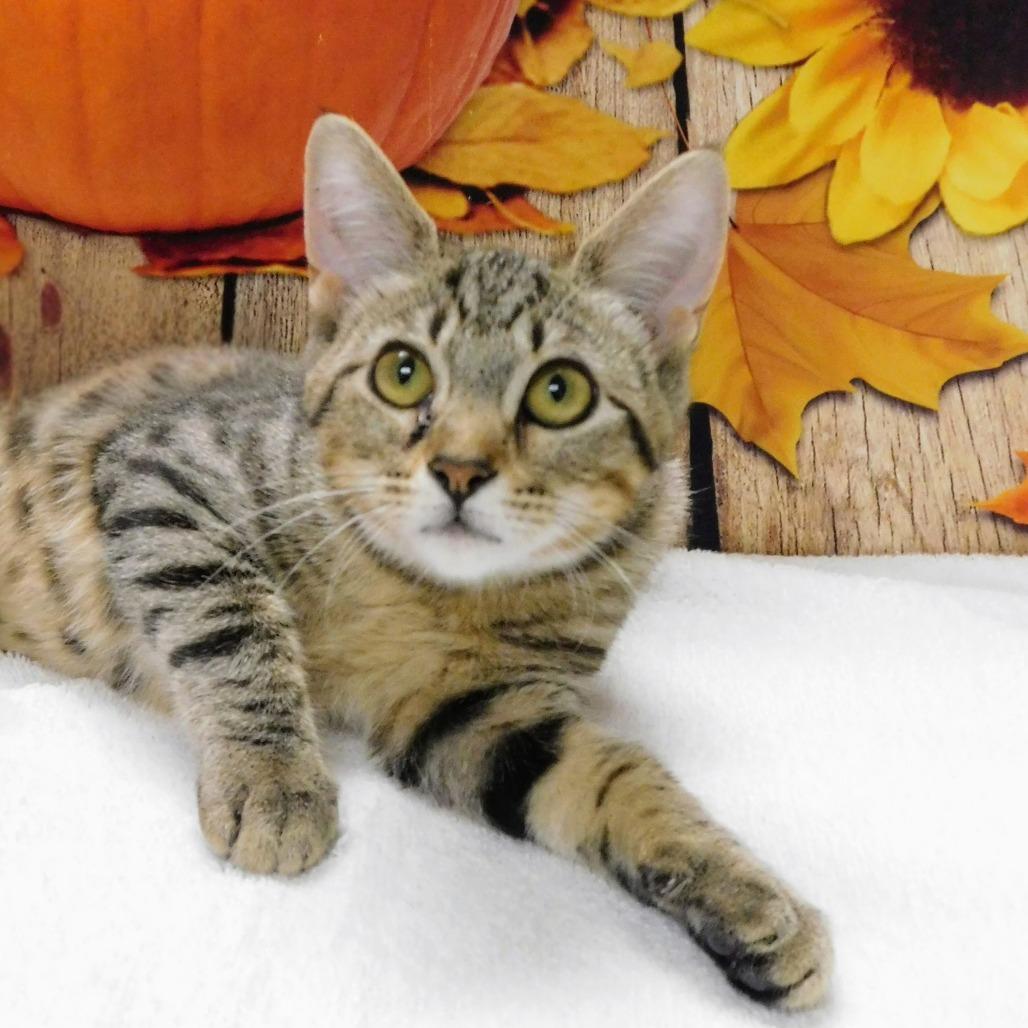 Enlarge Nena, a Adoptable Domestic Short Hair in Canton, IL image 2/4